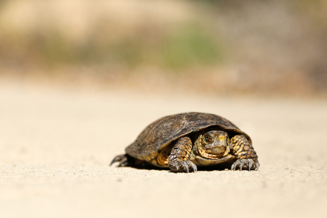 Sköldpadda i ökenlandskap